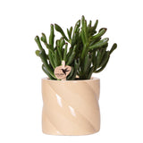 Plante succulente Crassula Hobbit avec pot en céramique pêche