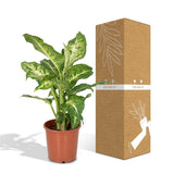 Dieffenbachia Mars - Voleur de Bagdad - Ø17cm - ↕50cm