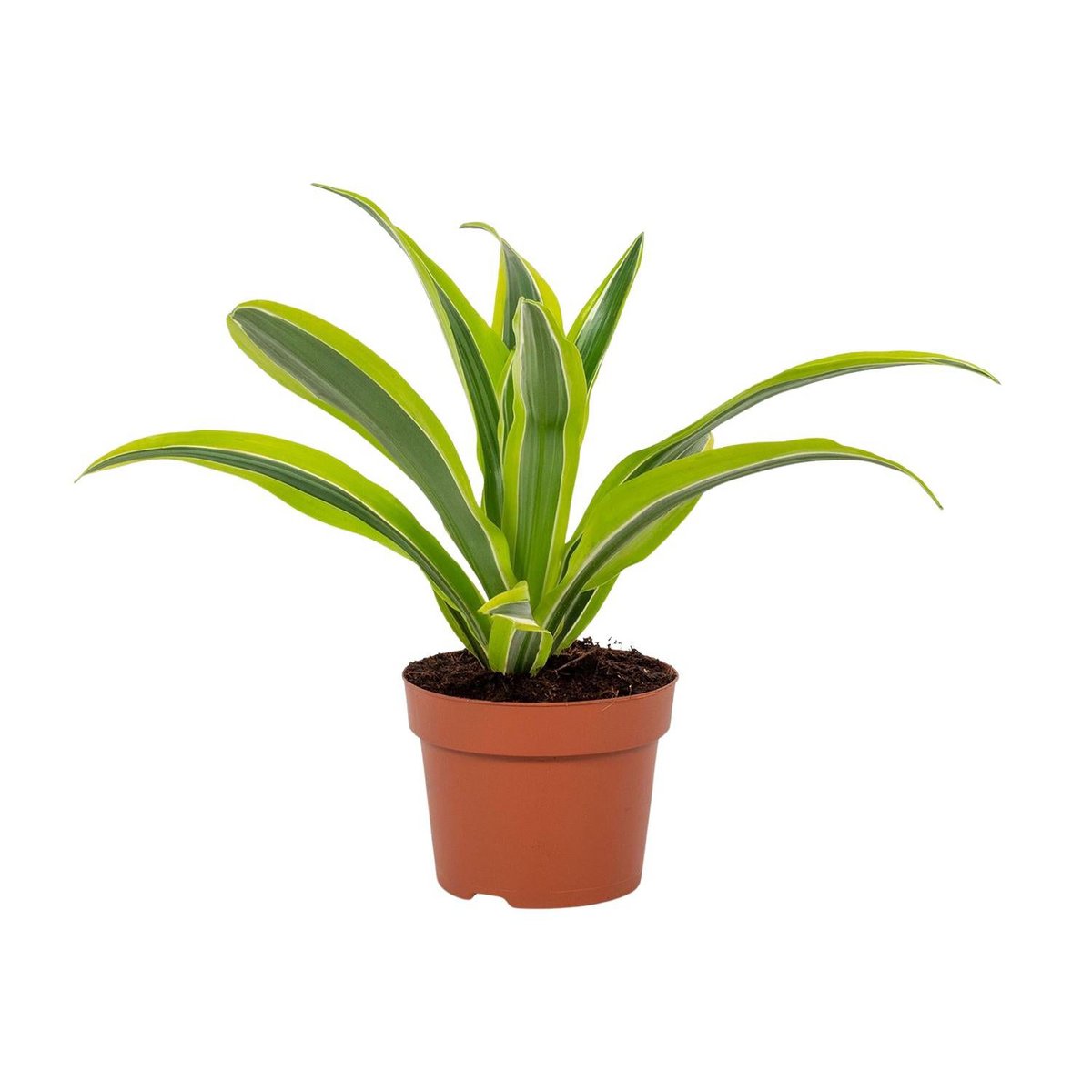 Détail des feuilles de la Dracaena Lemon Lime - texture et couleur