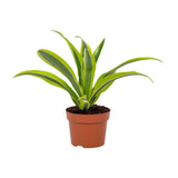 Détail des feuilles de la Dracaena Lemon Lime - texture et couleur