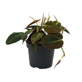 Philodendron Flashing - Ø12cm - ↕15cm