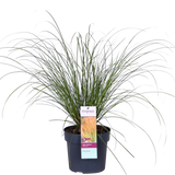 Carex Testacea Prairie Fire - Ø19cm - ↕40cm - Ø19 - ↨40cm