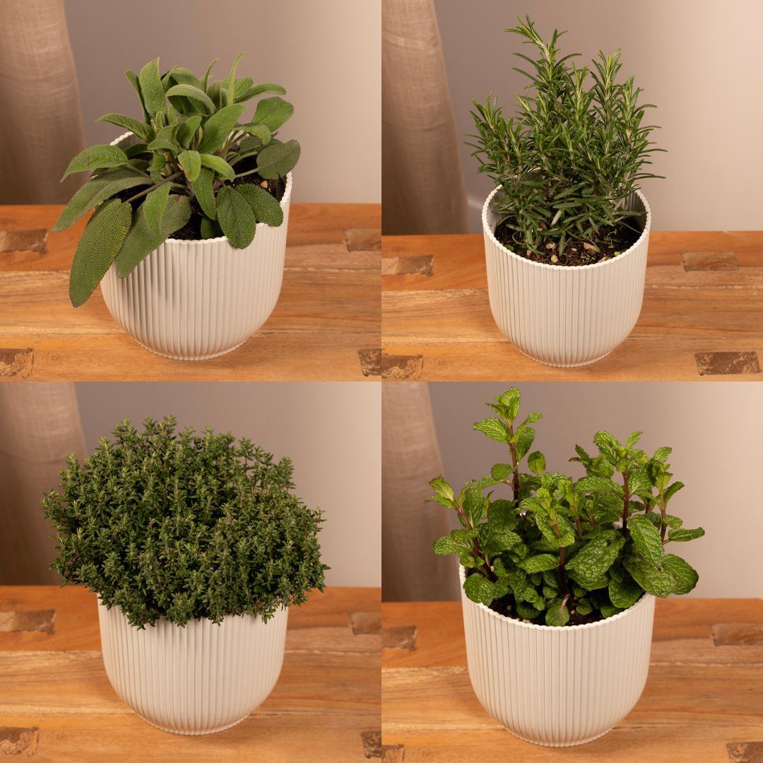 Mélange d'herbes du jardin - 1 pièce - Ø14cm - ↕18cm