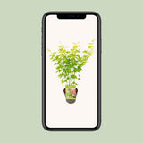Acer Palmatum en vert - Ø15cm - ↕30cm