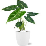 ALOCASIA FRYDEK - ø12cm - ↕35cm + pot Bruxelles D13,5x12,5cm - Esprit
