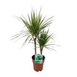 Dracaena margina bicolor - Ø19cm - ↕70cm