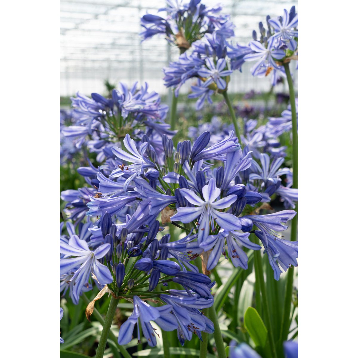 Gros plan sur le feuillage de l'Agapanthus 'Charlotte'