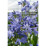 Gros plan sur le feuillage de l'Agapanthus 'Charlotte'