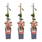 3x - Lonicera périclymenum 'belge' - ↨65 cm - Ø15