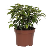 Ficus Benjamina Kinky dans un pot élégant de 12 cm de diamètre