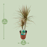 Dracaena margina bicolor - Ø19cm - ↕70cm