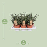 Sansevieria Diamond verte en pot 14 cm