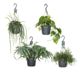 Hangende Groenparels - 4 pièces - Ø17cm - ↕30-50cm