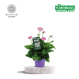Plante artificielle gerbera violet Ø19 cm
