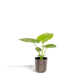 ALOCASIA Macrorrhiza - Ø19cm - ↕70cm + Pot May