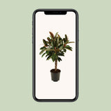 Ficus elastica Melany Stam - Ø21cm - ↕90cm