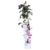 Lot de 3 rosiers roses Crazy in Love