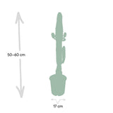 Euphorbia Acrurensis - Cactus - Ø17cm - ↕50cm
