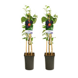 Lot de 2 plantes Rubus occidentalis Black Jewel Ø17 cm H75 cm