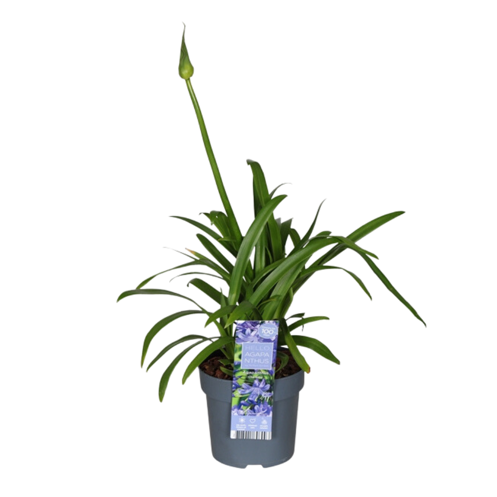 Agapanthus 'Charlotte' en extérieur sous la lumière du soleil