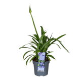 Agapanthus 'Charlotte' en extérieur sous la lumière du soleil