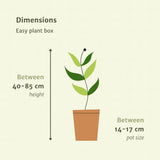 Bac à plantes Easy - 4 plantes d'intérieur - Ø14-Ø17cm - Différentes hauteurs