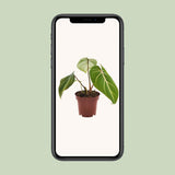 Plante Philodendron selloum Atom verte