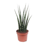 Sansevieria Fougère Mikado - Ø12cm - ↕40cm