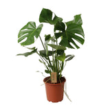 Delicious Monstera P21 - Ø21cm - ↕60cm
