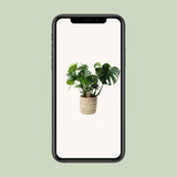 Monstera en panier Ø21 cm
