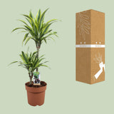 Dracaena Lemon Lime sur une table, décor chic