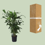 Caryota doux - Ø24cm - ↕120cm