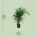 Ambiance intérieure avec Dypsis Lutescens ajoutant une touche de verdure