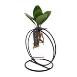 Clusia en verre lima + fer - Ø5cm - ↕10cm