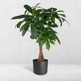 Pachira Aquatica - Arbre d'argent - Élégance naturelle dans votre maison