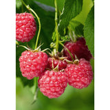 Rubus Idaeus 'Malling Promise' - Framboos - Ø13cm - ↕45cm