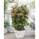 Lonicera Hybride 'Celestial - Ø15cm - ↕65cm