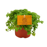 Plante aluminium Pilea 12 cm