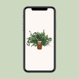 Plante artificielle Phlebodium vert Ø17 cm 60 cm