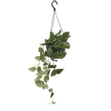 Scindapsus Pictus - Plante d'intérieur avec des feuilles argentées et vertes dans un pot de culture