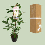 Michelia Fairy Magnolia Blush - Ø19cm - ↕70cm