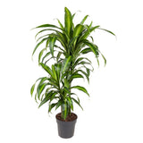 Dracaena Hawaïana - Ø19cm - ↕90cm