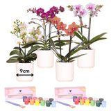 Kit peinture pour 4 pots et orchidées Kolibri