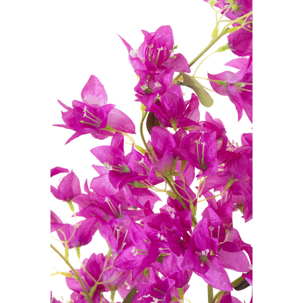 Détail du pot en ciment avec cerisier violet J-Line