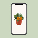 Plante succulente Senecio Cephalophorus Ø10,5 cm