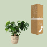 Monstera en panier Ø21 cm