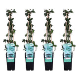 4x - Hedera Irish - ↨65cm - Ø15
