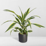 Dracaena Fragrans Citron Lime - Dragonnier - Ø17cm - ↕40cm