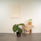 Alocasia Wentii avec grandes feuilles sombres dans un pot élégant