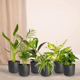 Coffret surprise - 10 plantes d'intérieur diverses - Ø12cm - ↕35cm